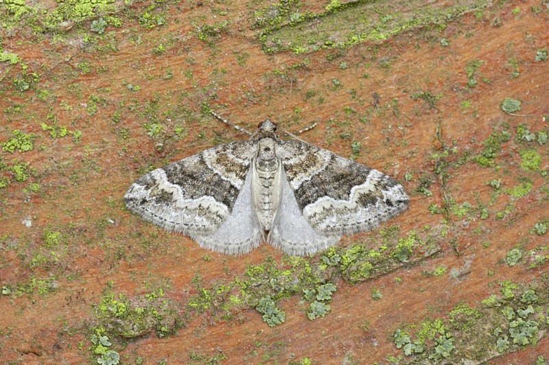 Barred rivulet