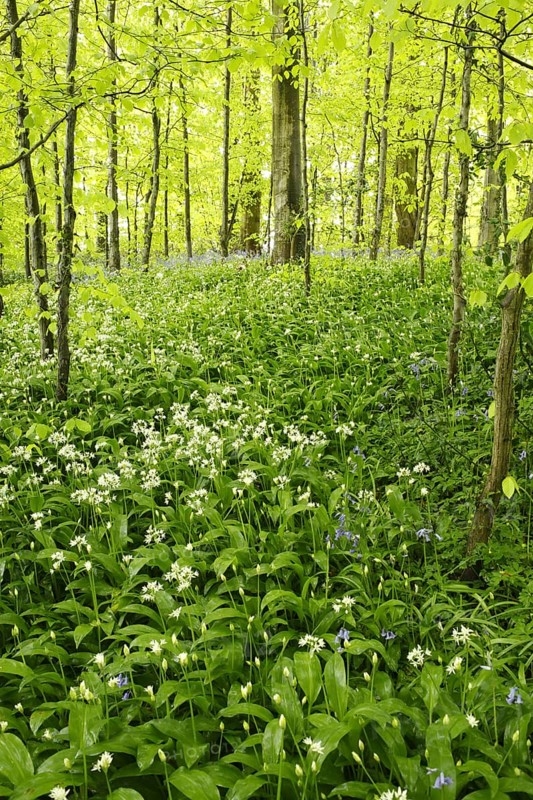 Ramsons