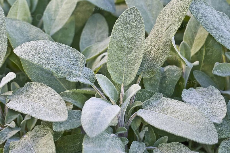 Common sage