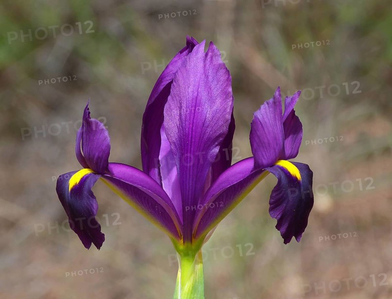 Yellow heart iris