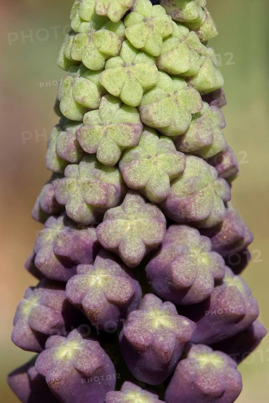 Tassel hyacinth