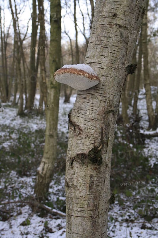 Birch polypore