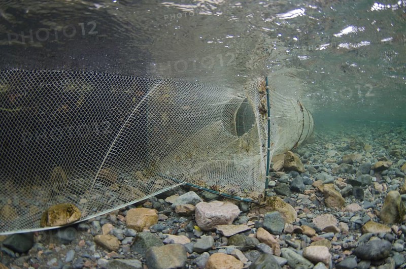 Arctic char