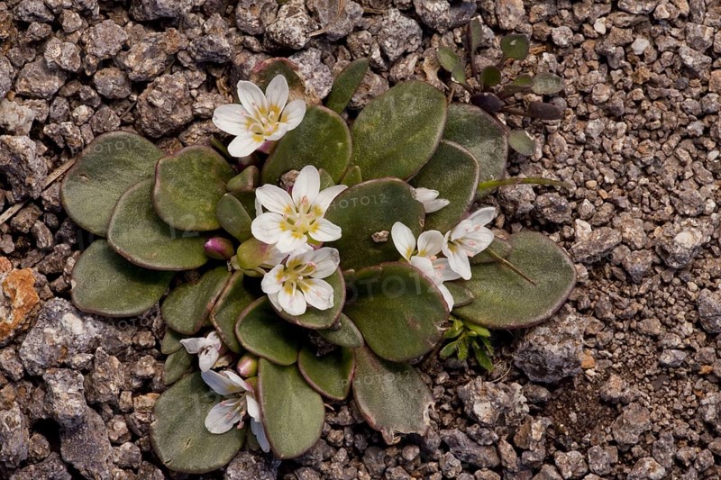 Alpine Spring Beauty