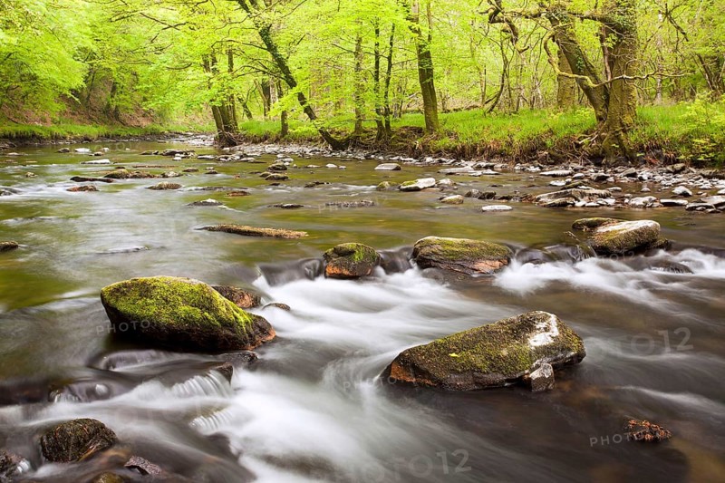River flowing through ancient beech wood at dawn