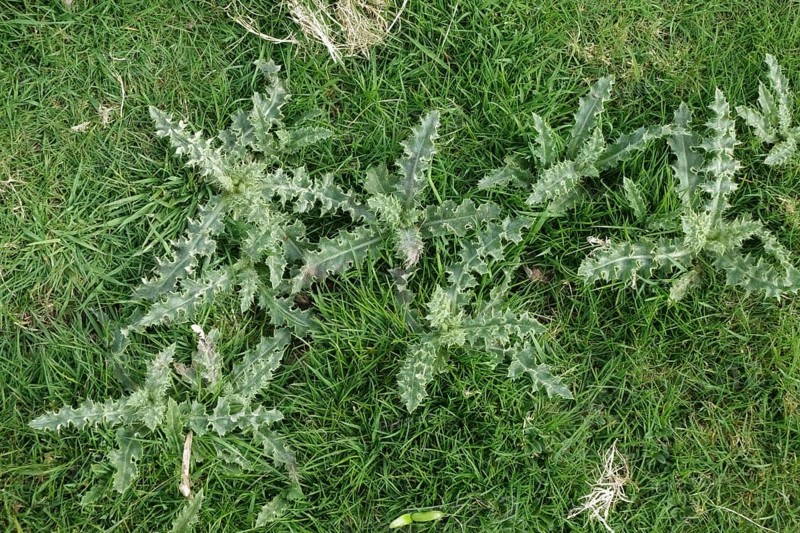 Creeping thistle