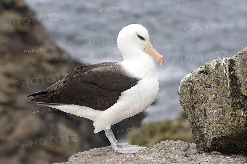 Adult black-browed albatross