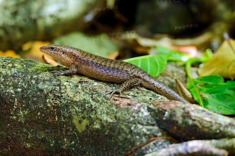 Seychelles skink