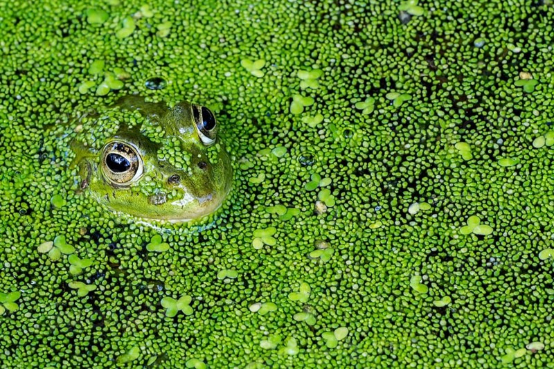 Edible frog