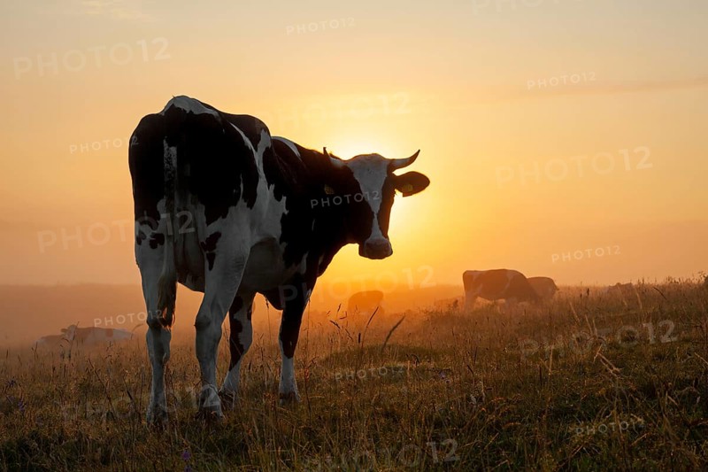 Holstein Friesian cow in a field at sunrise