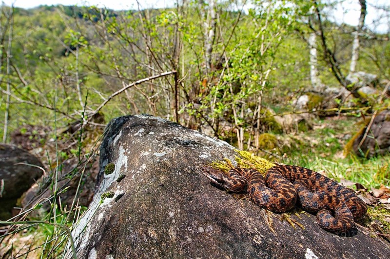 Alpine viper in habitat