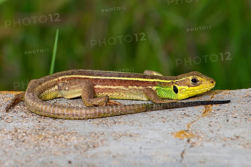 Young giant emerald lizard