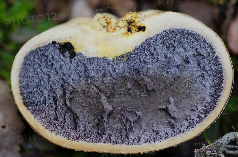 Thick-skinned potato bovist