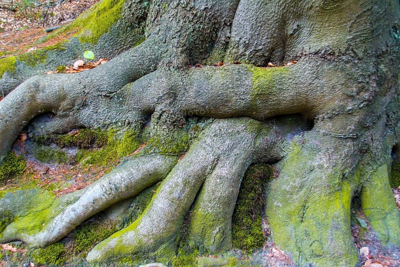 D. hornbeam