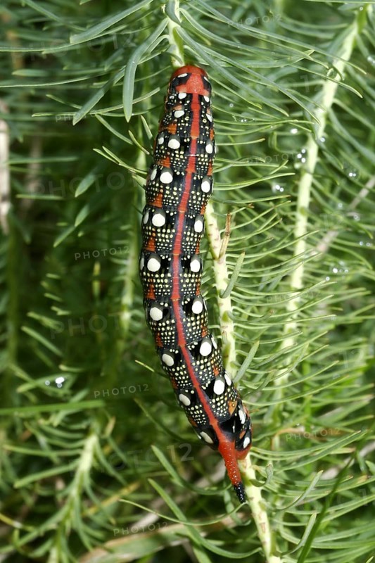 Spurge hawk-moth
