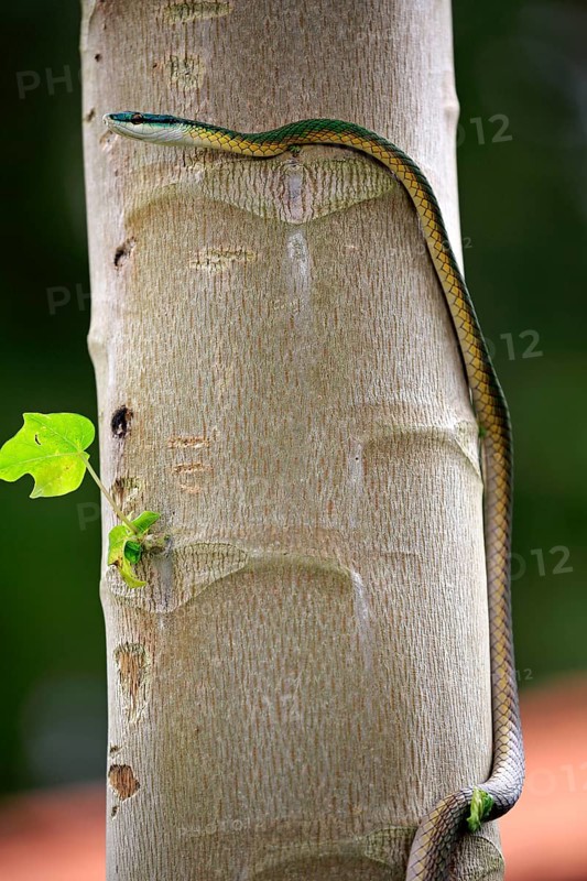Leptophis ahaetulla