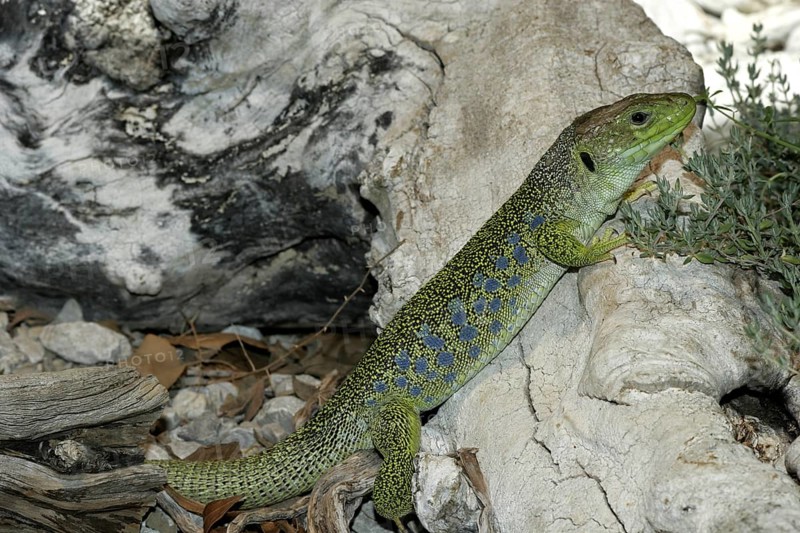 Pearl Lizard