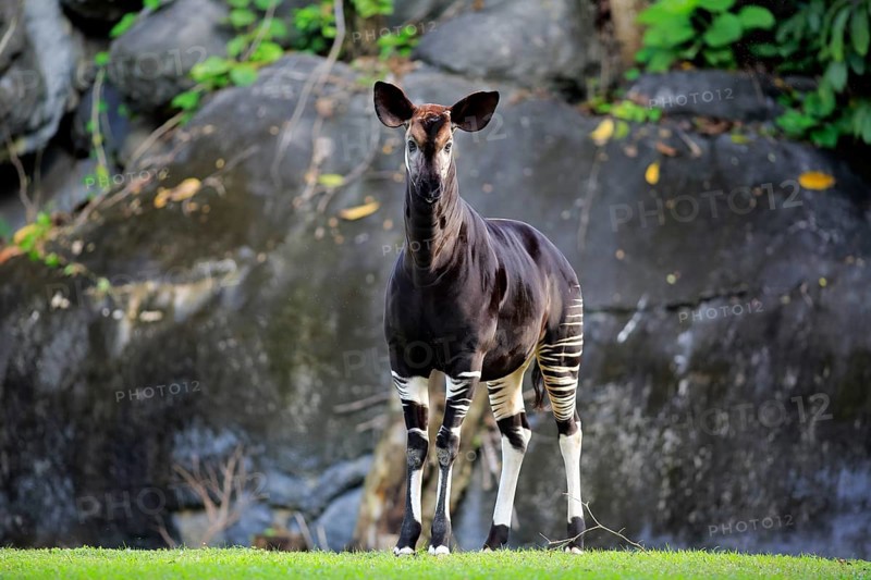 Okapi