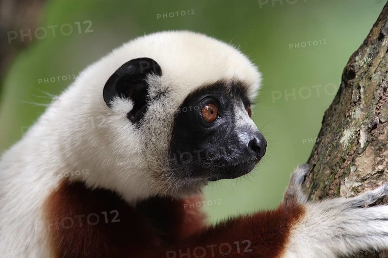 Brown-fronted sifaka