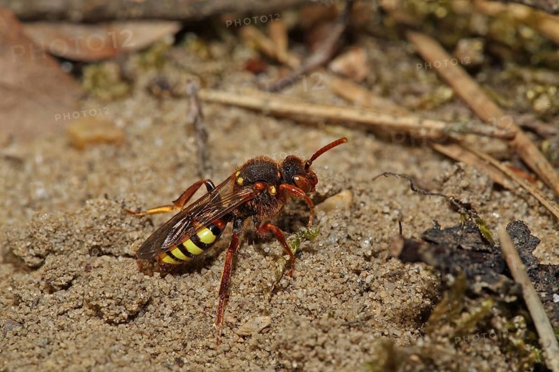 Redheaded Wasp Bee