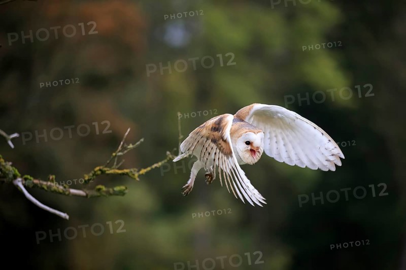 Barn Owl