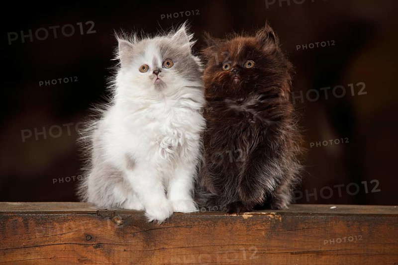 British Longhair