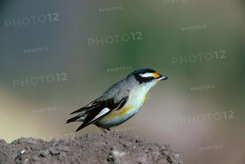 Striated pardalote