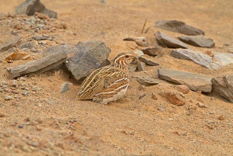 Common Quail