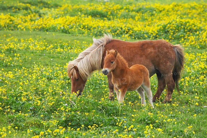 Shetland Pony