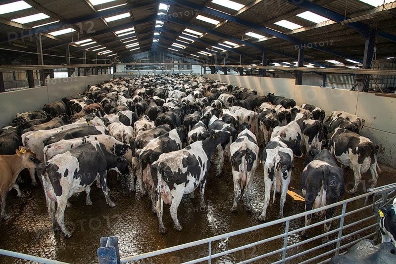 Dairy farming