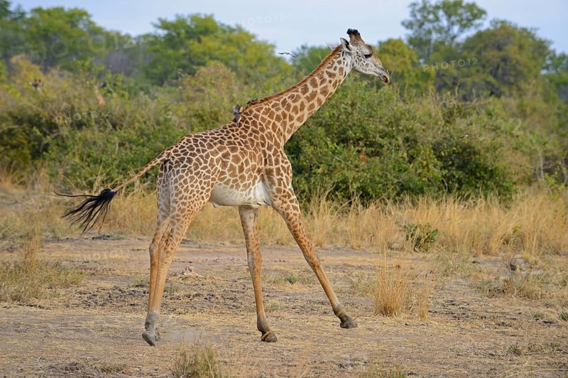 Thornicroft's Giraffe