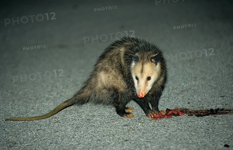 Virginian Opossum