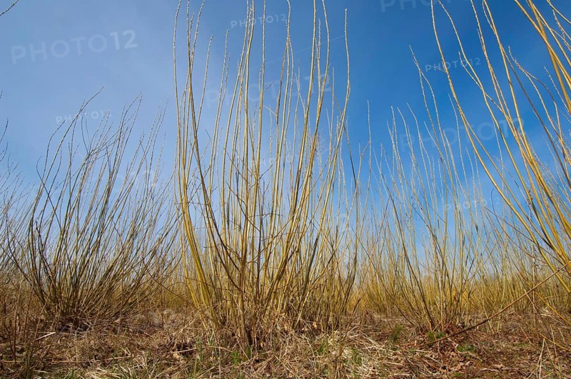 Biomass cultivation