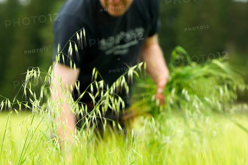 Farmer pulling wild oat