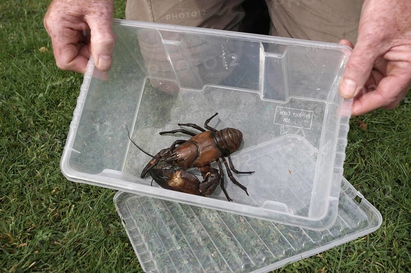 American Signal Crayfish