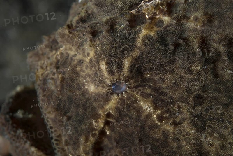 Round spotted frogfish