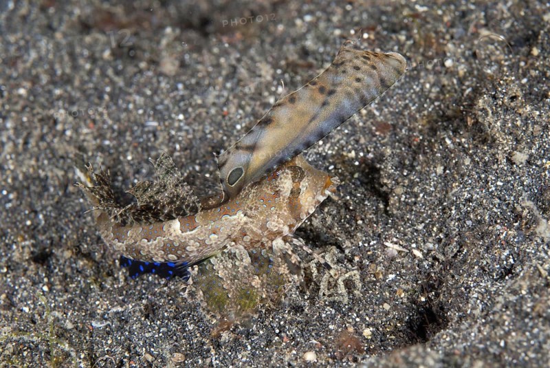 Kuiter's Dragonet