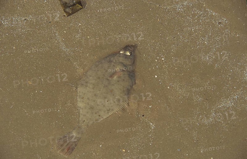 European Flounder