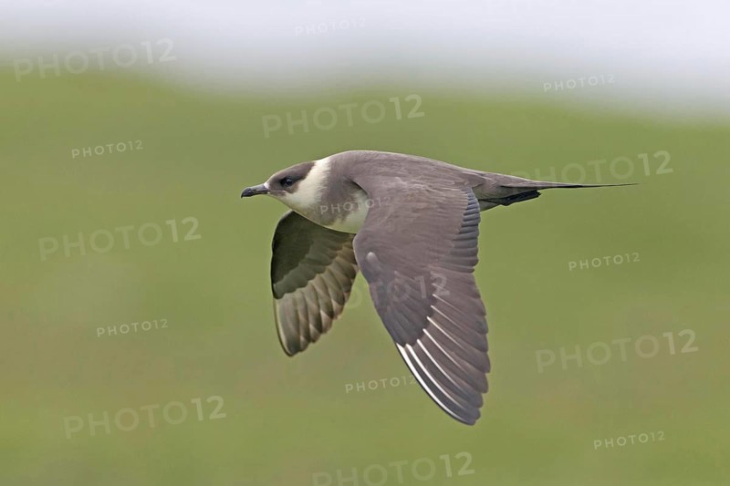 Arctic Skua