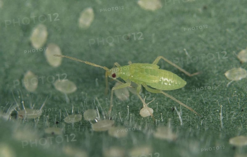 Predatory mirid bug