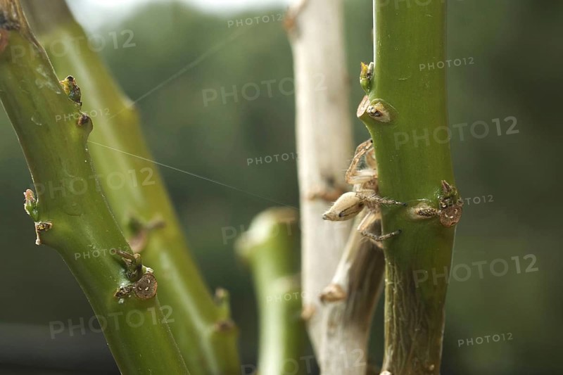 Heavy jumping spider