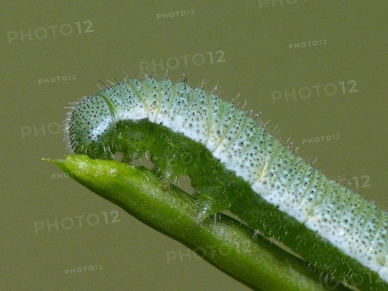 Caterpillar of the orange tip