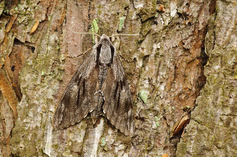 Pine Hawkmoth