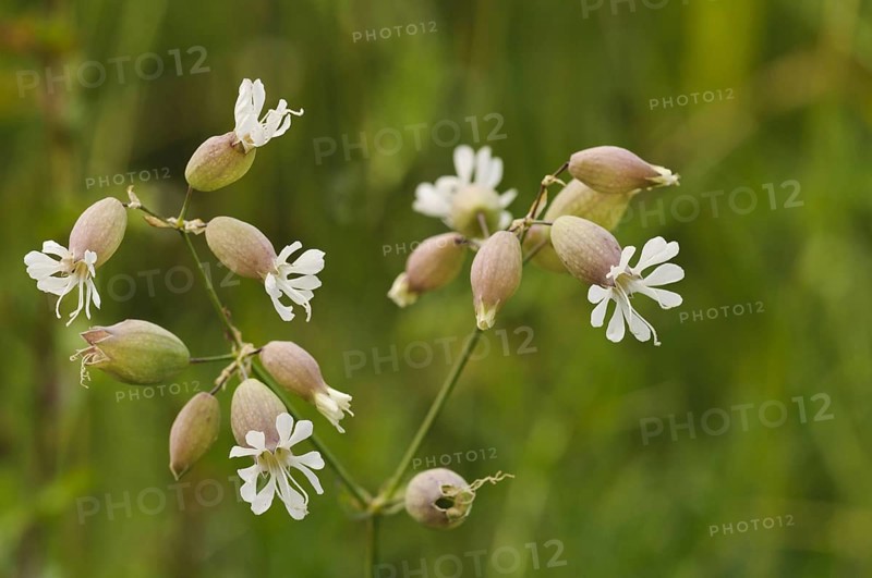 Bladder Campion