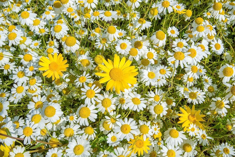 Corn Marigold