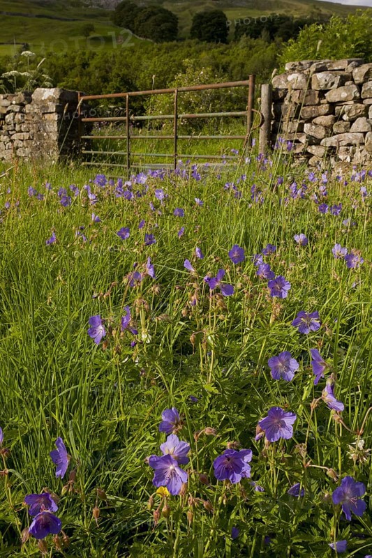 Flowering meadow cranesbill