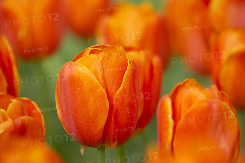 Tulip