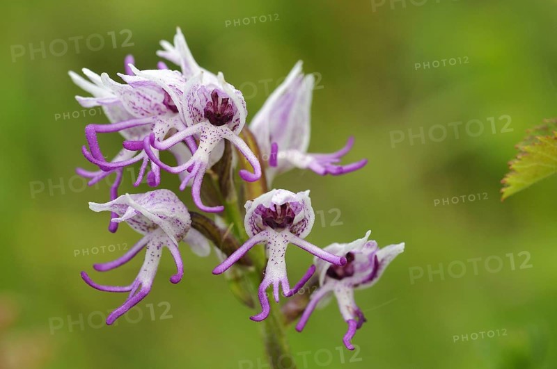 Monkey Orchid