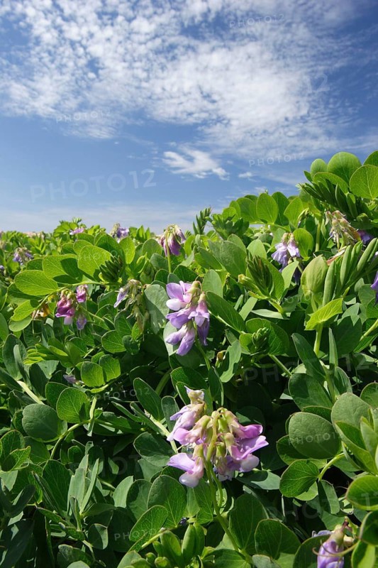 Sea Pea