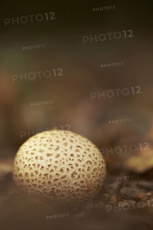 Fruiting body of the common terrestrial